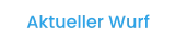 Aktueller Wurf